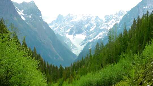 春风拂面 山林新绿 万物复苏光景