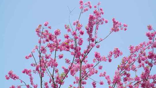 武汉市东湖磨山樱花园粉色樱花特写4k视频