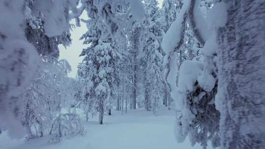 芬兰北极圈拉普兰雪林中探索风景的女孩