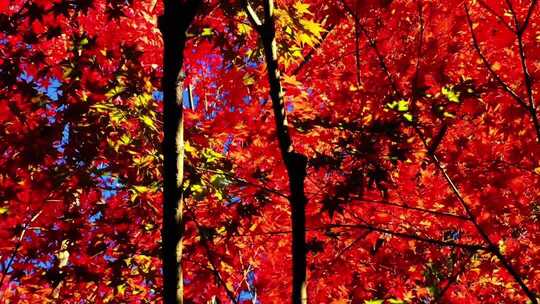 【4K】秋日红枫树林自然美景
