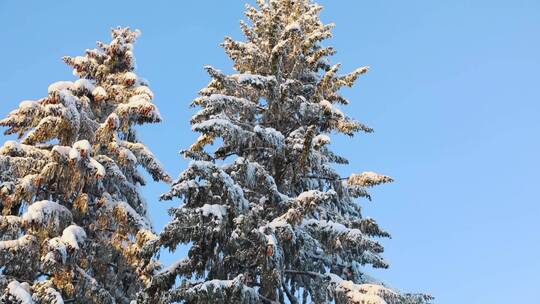 冬季明媚森林大雪松树唯美风景