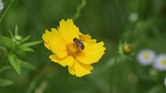 夏天的蜜蜂和野花微距特写镜头
