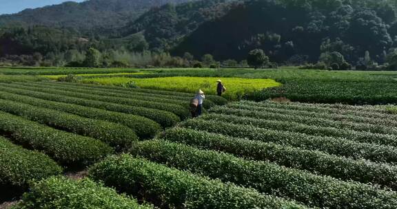 茶叶茶园武夷山茶庄大自然茶园