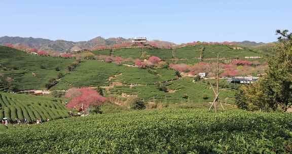 福建漳平龙岩永福樱花茶园