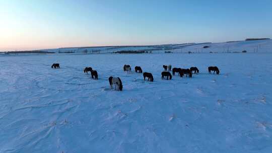 北方冬天荒原中刨雪觅食的马群
