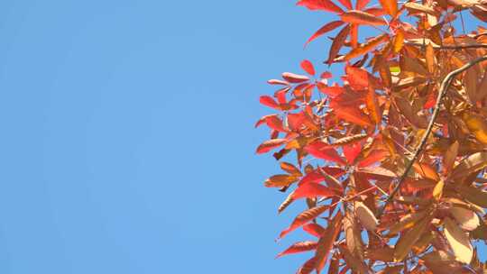 秋天红叶、树视频素材模板下载