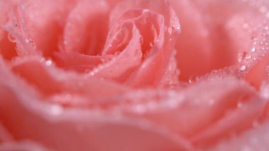 粉色玫瑰花黛安娜玫瑰