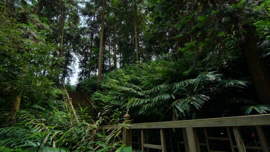 热带雨林原始森林丛林树林松树松柏砂仁种植
