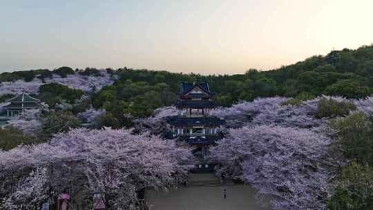 江苏 无锡 太湖 鼋头渚樱花 春天 旅游