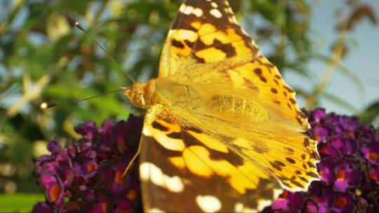 夏日蝴蝶的宏观拍摄视频素材模板下载