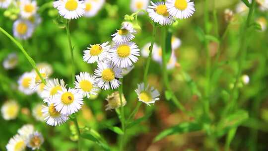 夏天户外的白色野花小雏菊山花实拍素材