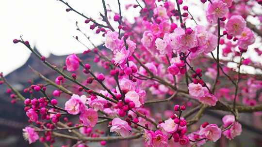 合集梅花冬天冬季花瓣花朵盛开植物花卉