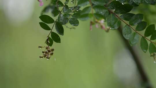 秋天白露节气雨中的紫薇花