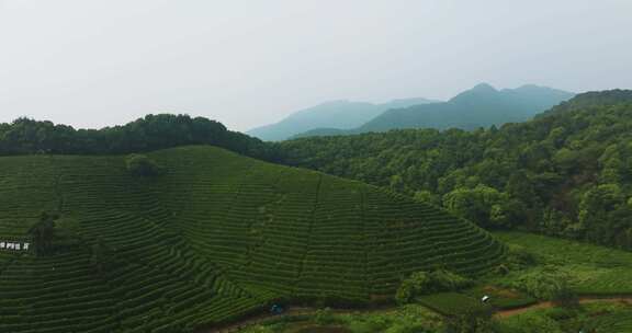 杭州龙坞西湖龙井茶园云雾风光