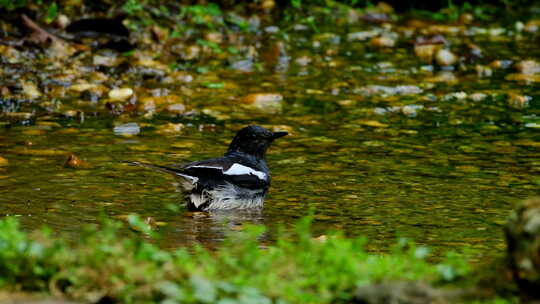 小鸟鹊鸲水池小溪河边洗澡梳理羽毛