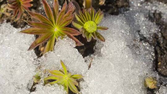 融化的雪和花