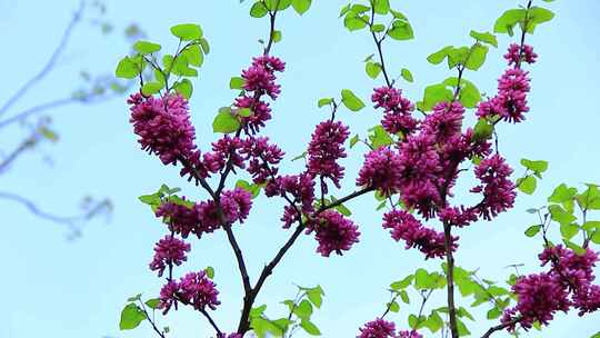 春天长出嫩叶和开满一串串紫色花瓣的紫荆