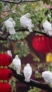 杭州法喜寺下雨天栖息在树枝上的鸽子