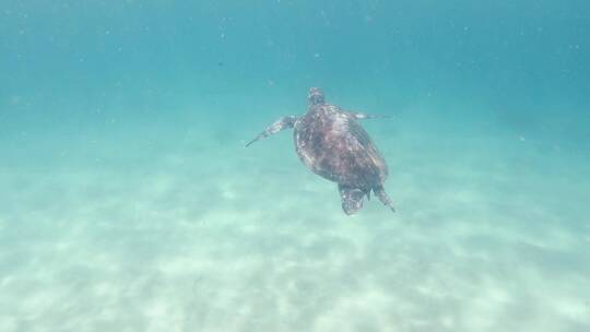 水摄游泳的海龟