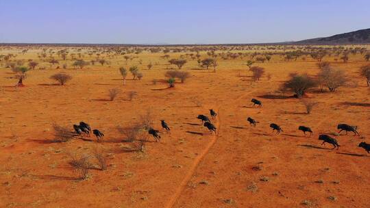 非洲纳米比亚沙漠平原上奔跑的黑色角马