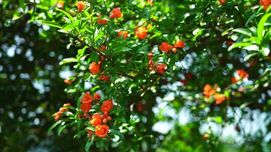 夏天逆光明亮的治愈系石榴花