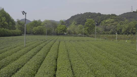 茶园航拍