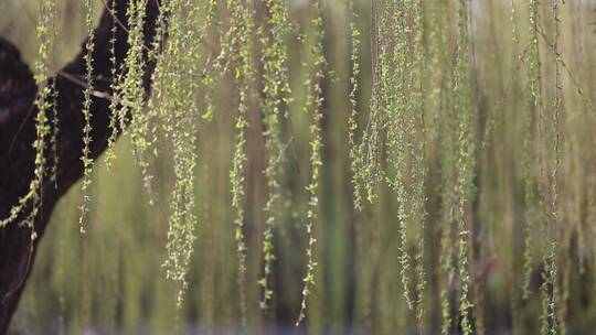 济南趵突泉公园，柳树发芽春意盎然