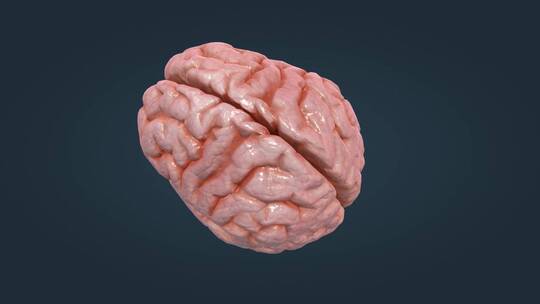 3D人体器官大脑中枢神经系统医疗动画全息视频素材模板下载