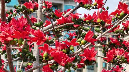 盛开的木棉花特写