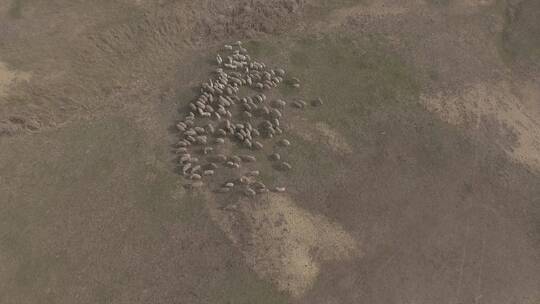 航拍吃草的羊群