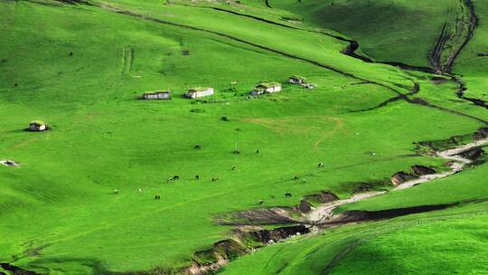 航拍新疆伊犁草原天然牧场羊群