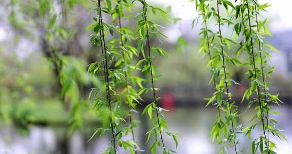 （慢镜）下雨天春风吹动湖边刚发芽的柳条