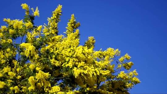 枝头上在风中摇摆的黄色花朵