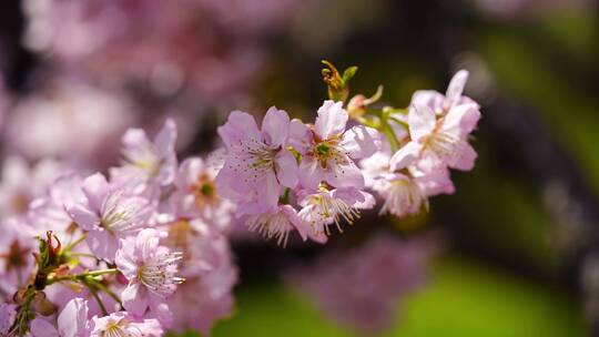 春天里的樱花特写镜头