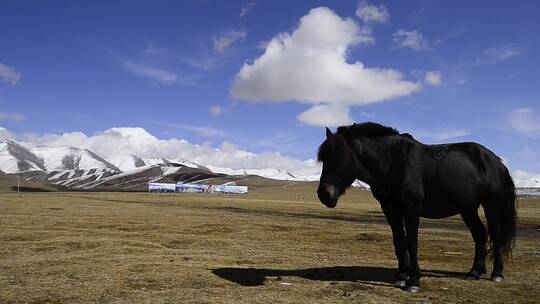 西藏旅游户外野马