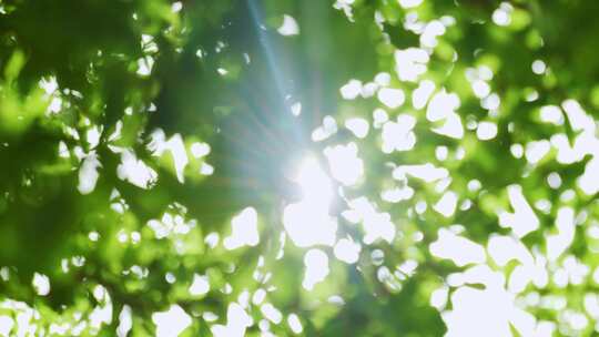 阳光透过树叶光影画面