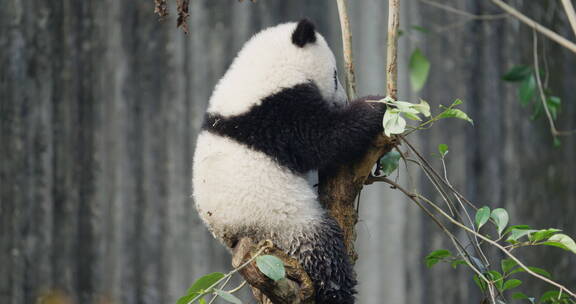 萌动可爱的大熊猫幼崽