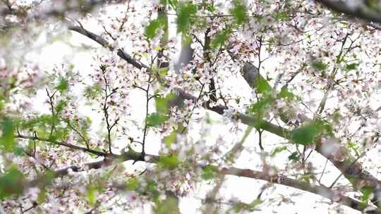 樱花大道