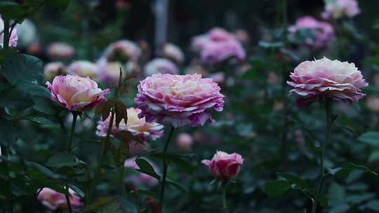 粉红色月季花 彩色月季花 2053视频素材模板下载