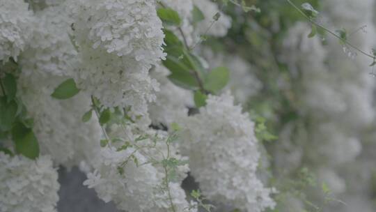 雨后盛开的暴马丁香LOG素材