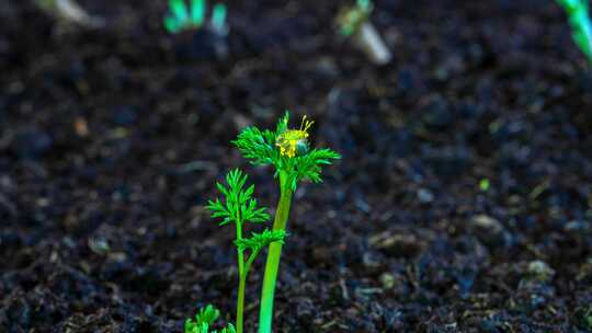 冰凌花花开延时摄影