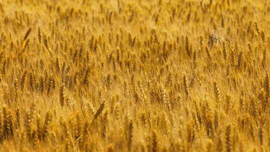 金黄色的小麦麦田麦穗麦浪