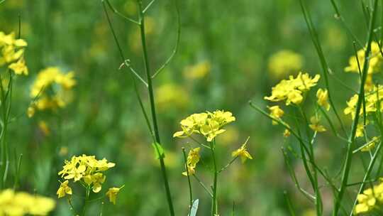 春天盛开的黄色油菜花与采蜜蜜蜂满画幅特写视频素材模板下载