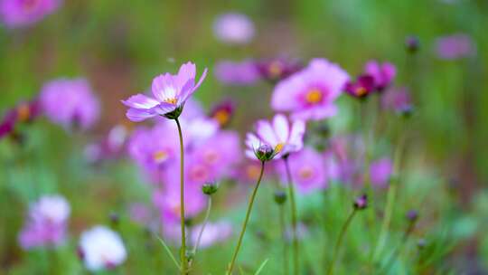 格桑花合集 格桑花海 野花盛开 格桑花升格