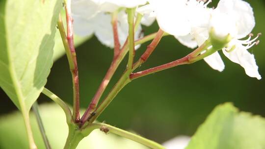 蚂蚁与蚜虫共生系列之放牧蚜虫吸食蚜虫蜜汁视频素材模板下载