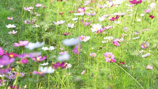 格桑花实拍