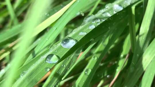 叶子 叶子上的露水 草地 草地上的露水