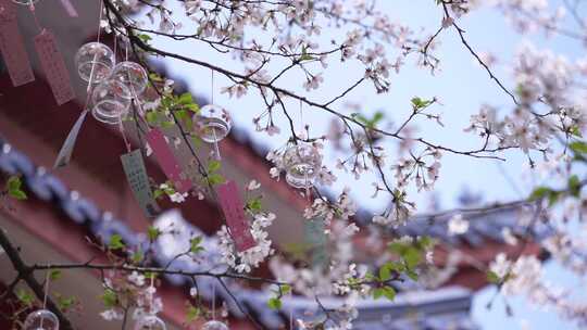 樱花风铃