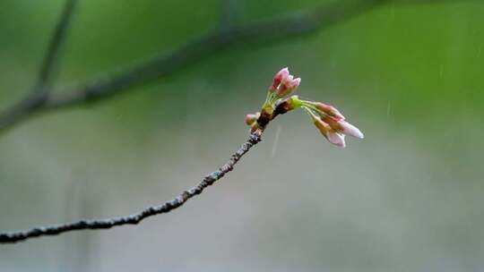 春天雨季樱花