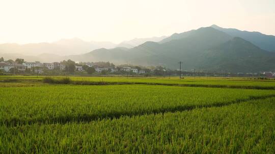 南岳衡山水帘洞风景区乡村稻田风光